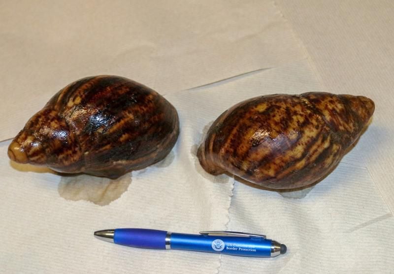 These Giant African Snails were seized at Hartsfield-Jackson. Source: U.S. Customs and Border Protection