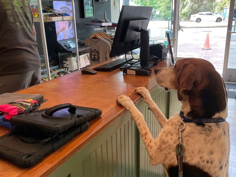 Ginger Walsh calls Decatur City Commissioner Kelly Walsh her person. An avid running, Ginger also gets biscuits from Fleet Feet on West Ponce de Leon Avenue. (Courtesy photo)
