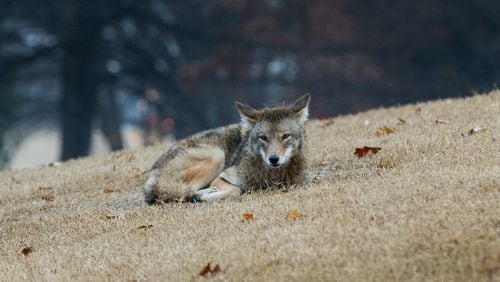 A wild coyote walks on a hill as people run through Piedmont Park on Dec. 27, 2016. (Photo by BRANDEN CAMP)