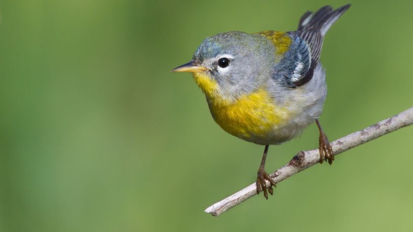 The Northern parula warbler spends the winter in Mexico, Central America and the Caribbean and returns to Georgia in March for its nesting season — one of the earliest arrivers in the state during spring migration. CONTRIBUTED BY DAN PANCAMO/CREATIVE COMMONS
