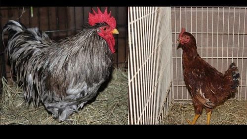 A chicken and a rooster are up for adoption at the Gwinnett County Animal Shelter.