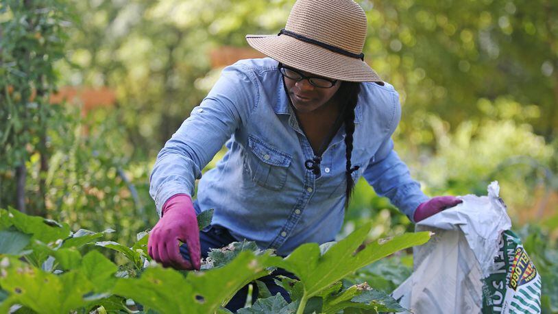 July 17, 2019 Atlanta- Pamela Seay, a neighborhood volunteer, searches for insects on vegetable plants at the Atlanta Food Forest on Wednesday, July 17, 2019. The Atlanta Food Forest covers a seven acre public park and  is the first in Georgia and the largest in the United States. Christina Matacotta/Christina.Matacotta@ajc.com