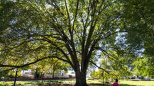 Norcross seeks volunteers for Tree Board and Zoning Board of Appeals. Courtesy City of Norcross