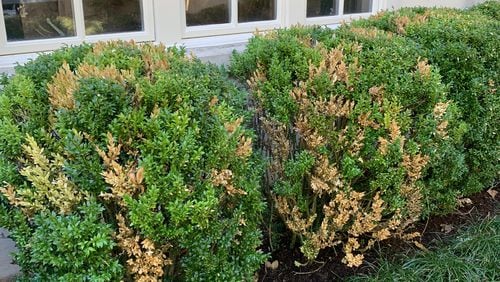 Scattered brown boxwood branches could be caused by several diseases. Since the leaves have not immediately dropped, this is not likely boxwood blight. (Courtesy of Marshall Pierce)