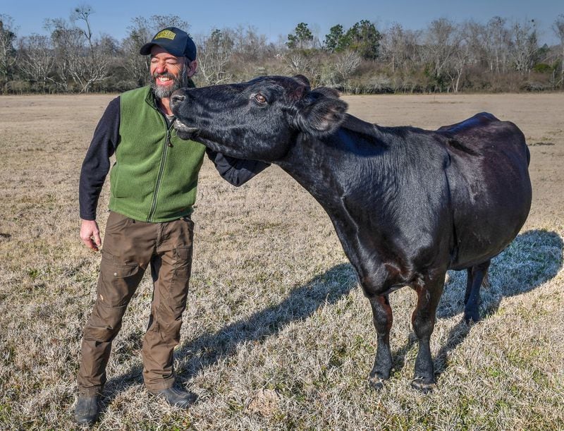 Dan Glenn gets a morning greeting from #172 at Deep Grass Graziers. (CHRIS HUNT FOR THE ATLANTA JOURNAL-CONSTITUTION)