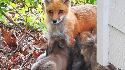 A red fox mother nurses her five pups near their den beneath a shed in the backyard of Jim and Virginia Sowell’s home in Atlanta. Red foxes are becoming more and more adapted to urban areas in Georgia. VIRGINIA GARDNER SOWELL