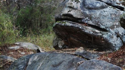 Frog Rock is estimated to be a 5,000-year-old carving, according to Ian Simpson with the Lithia Springs Water Company, an advocate for its preservation. Simpson asked the Austell City Council on March 4 to provide an update on the carving’s upkeep. (Courtesy of Lithia Springs Water Company)