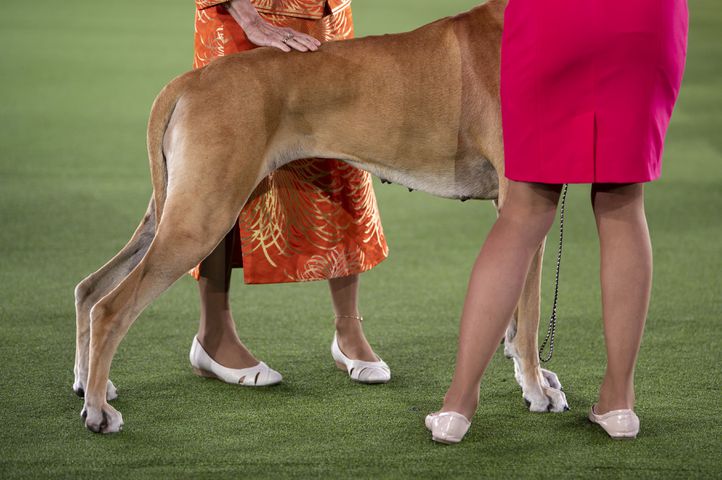 A Great Dane competes in the working group final at the Westminster Kennel Club Dog Show, held at the Lyndhurst Mansion in Tarrytown, N.Y., on Sunday, June 13, 2021. (Karsten Moran/The New York Times)