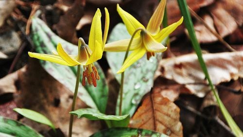 Trout lilies (also known as dog-tooth violets) like these growing in North Georgia are some of the year’s earliest blooming wildflowers. Huge expanses of bright yellow trout lilies in full bloom can be breathtaking. PHOTO CREDIT: Charles Seabrook