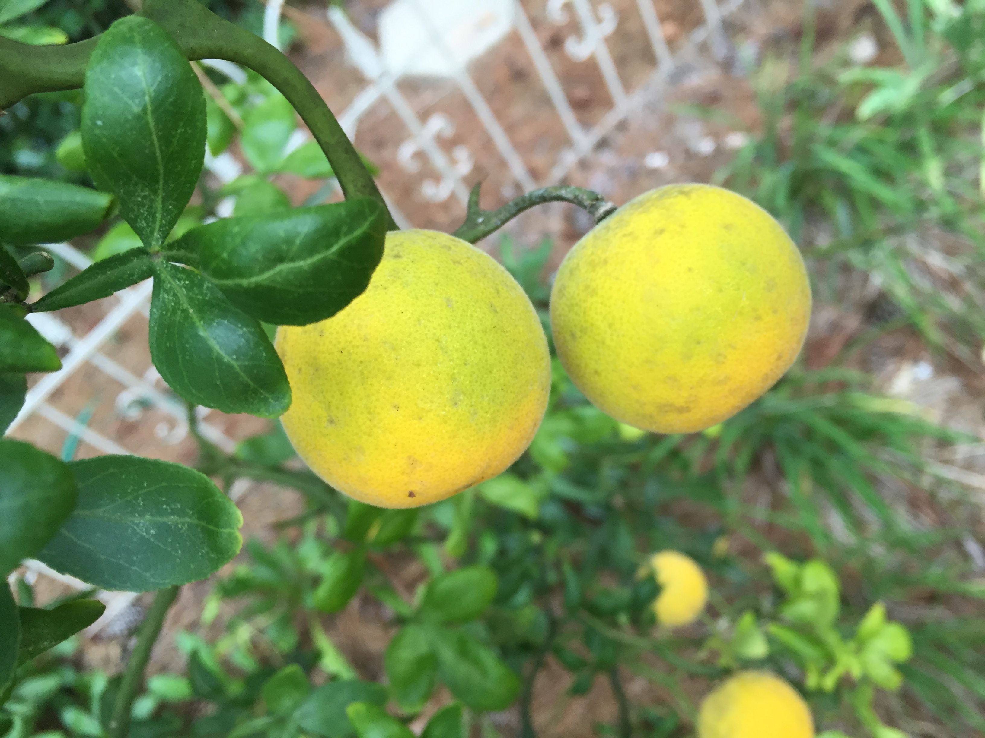 カヤリ　シトラス　08 カヤリ　シトラス|08 シトラス08 citrus08 Hardy citrus fruit is barely edible