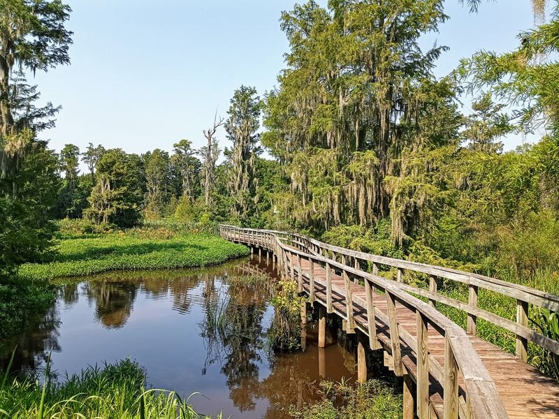 The 1,100-acre Phinizy Swamp Nature Park contains miles of boardwalk and earthen trails for exploring a unique wetlands area south of downtown Augusta.
Courtesy of Blake Guthrie