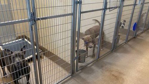 Overcrowded animal shelters ask for help to find homes for dogs, remain ‘no kill’ shelters