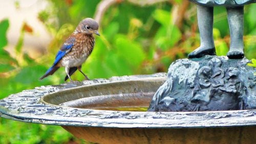 A juvenile bluebird visits a birdbath in Decatur. Juvenile is one of several development stages that baby songbirds go through to reach sexual maturity as adults. (Charles Seabrook for The Atlanta Journal-Constitution)