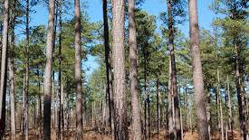 A recently released report from Georgia Tech shows continued growth for the state's forestry industry. CONTRIBUTED