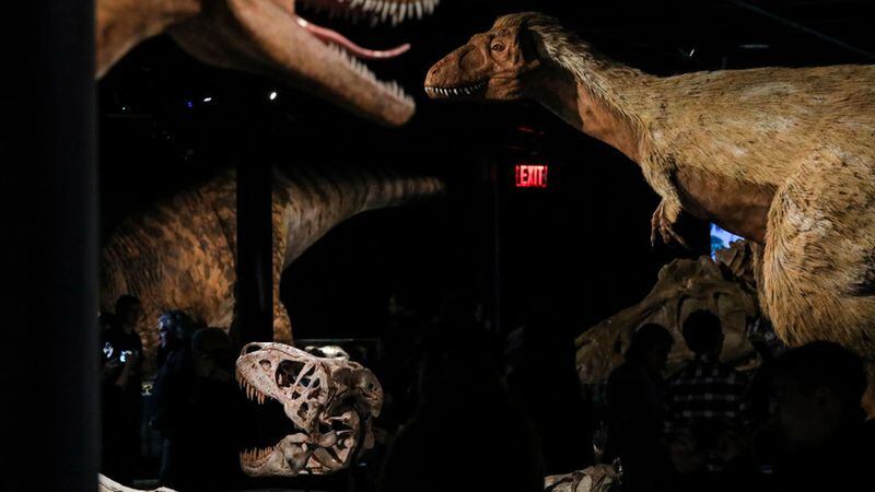 Models, including skeletons and life-sized recreations, of Tyrannosaurus rex dinosaurs stand in a new exhibit called 'T. Rex: The Ultimate Predator' at the American Museum of Natural History, March 4, 2019 in New York City. The new exhibit will opened to the public on March 11. 