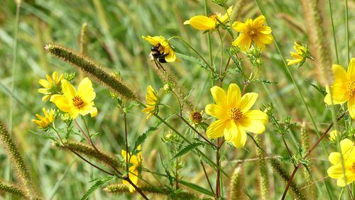 The tickseed sunflower (Bidens aristosa) is a late summer wildflower that grows in dense colonies in meadows, roadsides and other sunny spaces in late summer and early fall. CONTRIBUTED BY CHARLES SEABROOK