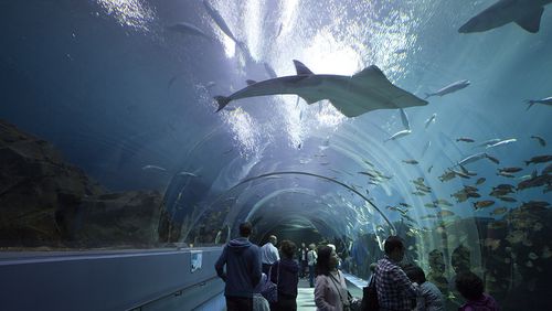(GERMANY OUT) underwater tunnel in the Georgia Aquarium in Atlanta Georgia USA (Photo by Braunger/ullstein bild via Getty Images)