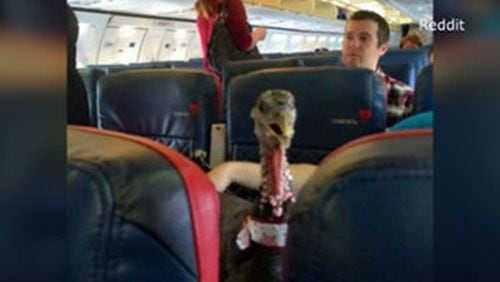 A turkey on a Delta flight was described as an “emotional support animal,” The Telegraph reported in January 2016. The picture was later picked up on Reddit with the bird being called a “therapy pet.” Source: WCTV