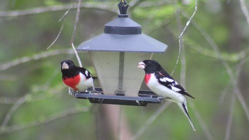 Two male rose-breasted grosbeaks visit a feeder. For many people, seeing one of the birds for the first time can be a breathtaking experience. WALDO JAQUITH/CREATIVE COMMONS