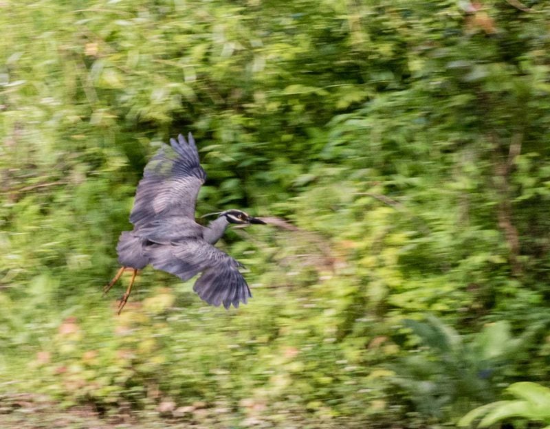 A yellow-crowned night heron takes flight in the Constitution Lakes area of south DeKalb County. (Jenni Girtman for Atlanta Journal Constitution)