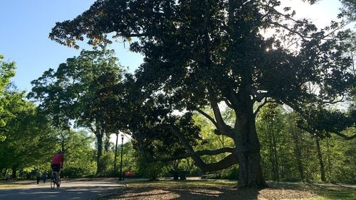 The "Climbing Magnolia" in Piedmont Park was one of the city's most recognizable — and most photographed — trees, until it fell in 2017 due to rot. Here's a Who's Who of metro Atlanta trees and why you should know who they are.