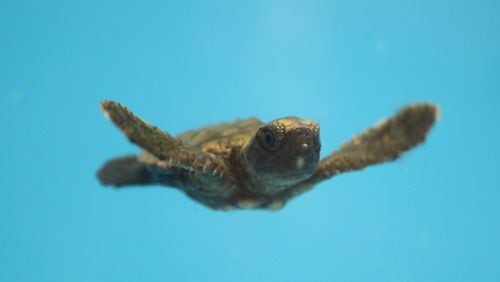 The Georgia Aquarium has taken in more than 50 Floridian turtles, including loggerhead, green and leatherback turtle hatchlings, as well as adult green and loggerhead sea turtles. (Photo courtesy of the Georgia Aquarium)