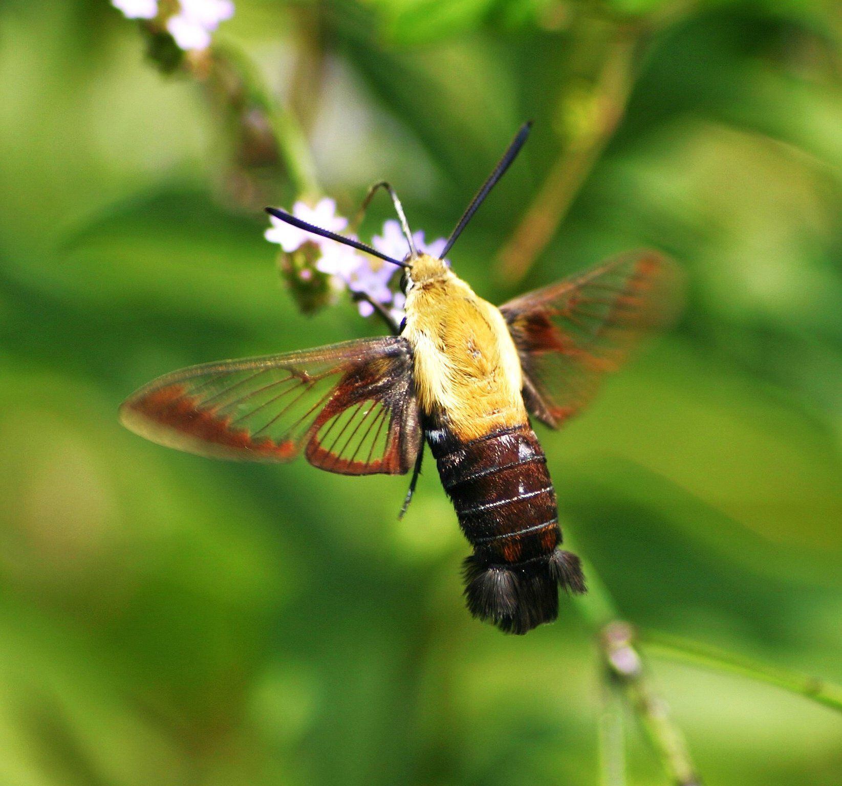 Show Me a Picture of a Hummingbird Moth: Stunning Nature Shots