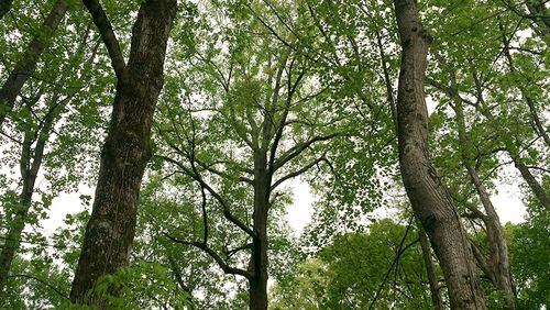 Alpharetta has applied for a grant that would provide 1,000 hours of technical assistance on protecting and restoring the city’s tree canopy for stormwater management. PETE CORSON / PCORSON@AJC.COM