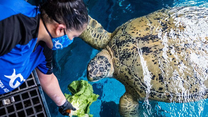 A staff member at the Georgia Aquarium feeds a green sea turtle. CONTRIBUTED: GEORGIA AQUARIUM