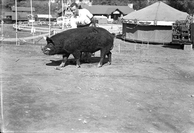This pig was among the farm animals entered in competition one year at the Athens Agricultural Fair. (Courtesy of University of Georgia College of Agricultural and Environmental Sciences)
