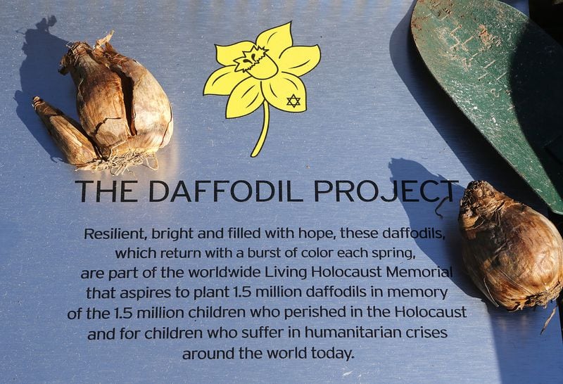 The Daffodil Project is an effort to build a Holocaust memorial by planting 1.5 million daffodils around the globe in memory of the 1.5 million children who perished in the Holocaust. CURTIS COMPTON / CCOMPTON@AJC.COM