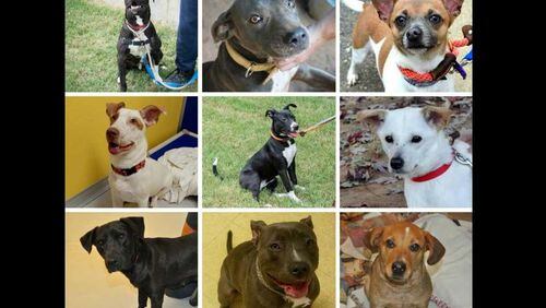 The Georgia SPCA in Suwanee posted on Facebook on Sunday that 43 dogs and cats had already been adopted as part of the program through online retailer Zappos and Best Friends Animal Society.