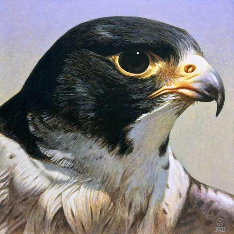 “Focus (peregrine falcon)” reveals exquisite, more-than-realistic detail.
