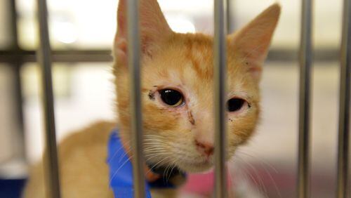 This 2014 file photo shows a cat in a pen at the Gwinnett County animal shelter. HYOSUB SHIN / HSHIN@AJC.COM