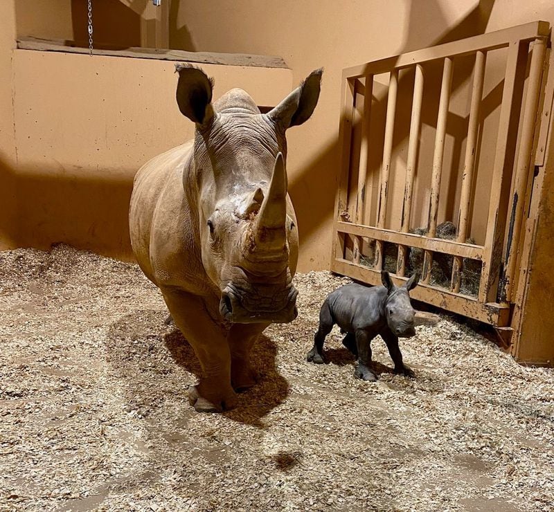 Mother Kiazi gave birth to a calf on Christmas Eve, Zoo Atlanta announced. Both southern white rhinos are doing well. Only one other rhino has been born at Zoo Atlanta in its 134-year history. (Photo courtesy Zoo Atlanta)