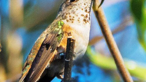 The rufous hummingbird is a native of the Pacific Northwest, but it has been showing up in small numbers in Georgia during the winter. This year, a southeast Atlanta home is hosting the same rufous hummingbird for the fourth winter in a row. PHOTO CREDIT: Andrew Baxter