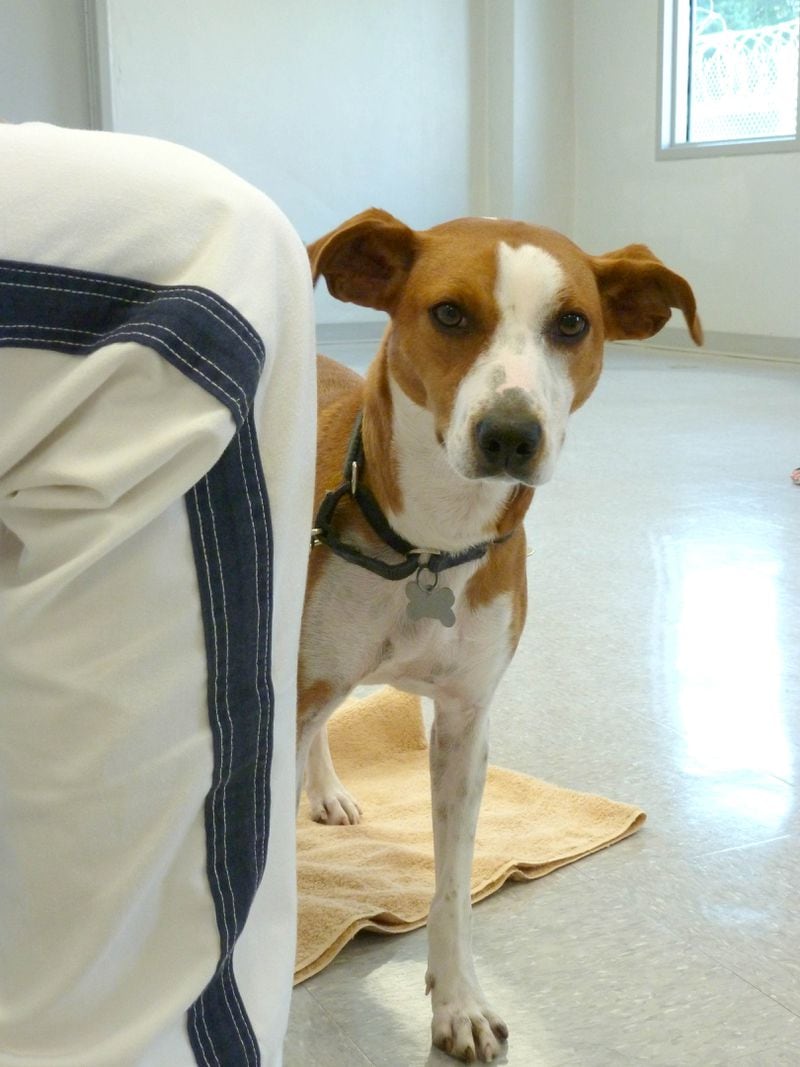 Mostly Mutts is partnering with the Georgia Department of Corrections to allow inmates to train and groom dogs. The inmates, who are housed at the Metro Reentry Facility in Atlanta, are preparing to transition back into society and are allowed to participate in programs that prepare them for their release.