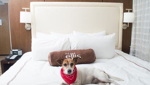Sly, a 6-year-old Jack Russell mix, a rescue dog at the Atlanta Humane Society is featured in this photo shoot to show off the upgraded pet friendly experience at the Ellis Hotel. (the dog has since been adopted) Photo taken by Ku'ulei Sako