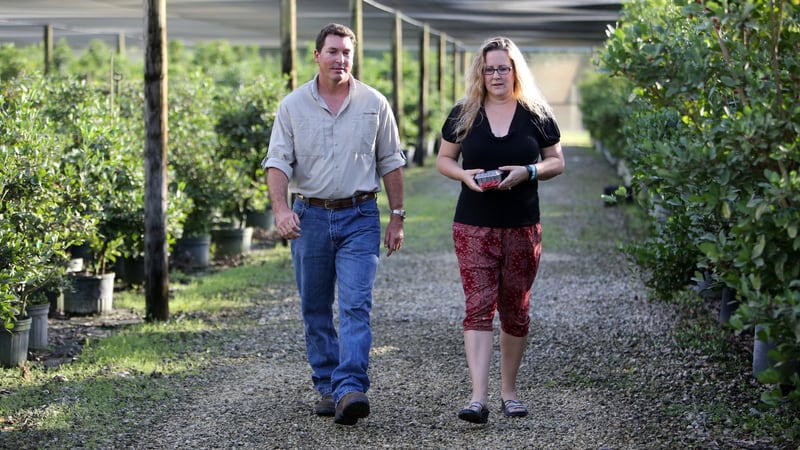 Erik Tietig and Miracle Fruit customer Monica Faison-Finch walk amongst the trees at Tietig’s Miracle Fruit Farm in Miami. Monica has used Miracle Fruit from the farm to help her as she underwent chemotherapy for cervical cancer. Emily Michot/Miami Herald/TNS