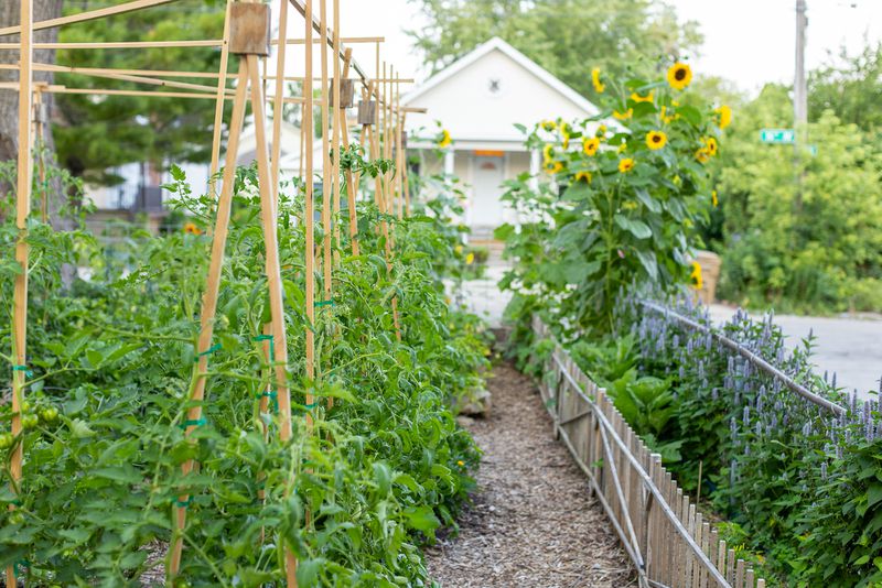 Wisconsin artist Carley Duchac-Lyons's home garden features lots of tomatoes and peppers for use in homemade tomato sauce. Aesthetic low wooden fences, mulched pathways and symmetrical stakes for tomatoes give the garden both functionality and design appeal.
(Courtesy of Derek Trimble)