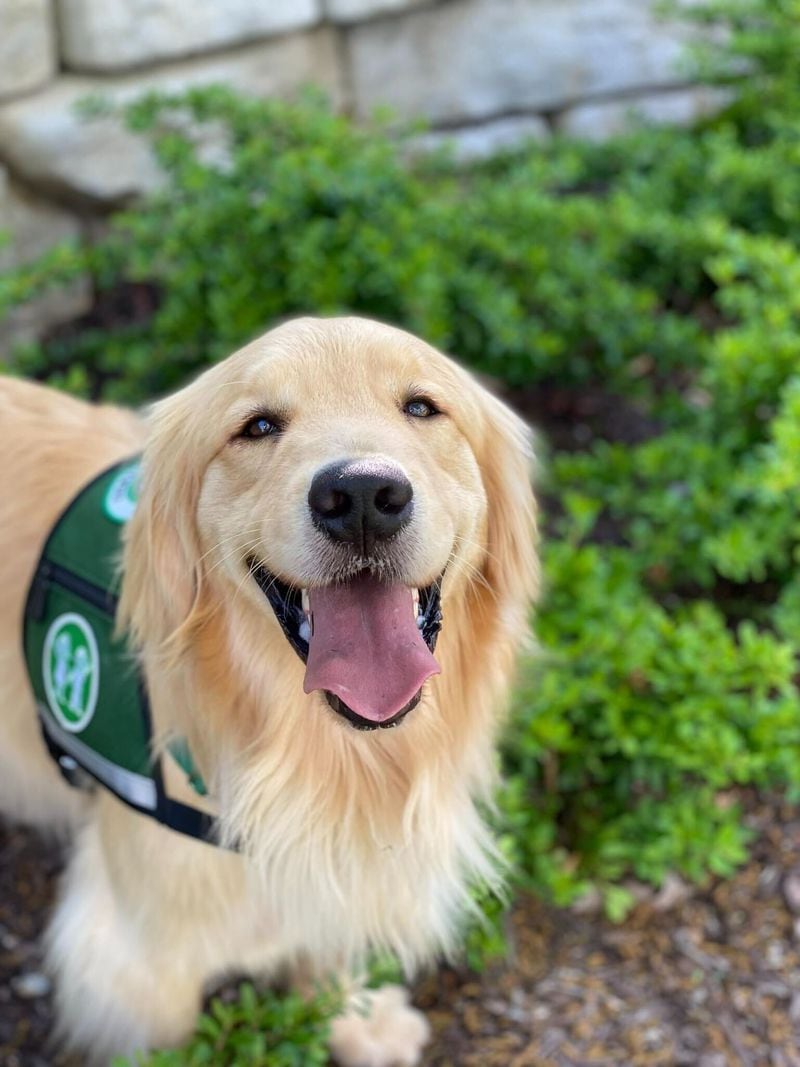 Reggie, a four-year-old golden retriever, brings hope and love to patients and families at Children’s Health Care of Atlanta. (Courtesy of Children's Healthcare of Atlanta)