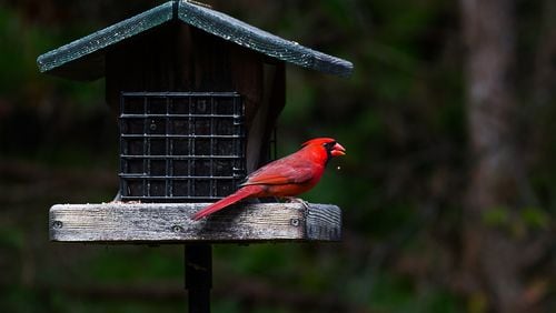 Cardinals are among the several native birds at the Dunwoody Nature Center. Shown here is a male Northern Cardinal. Join them on Feb. 13 for a walk through the trail while learning fun bird facts.