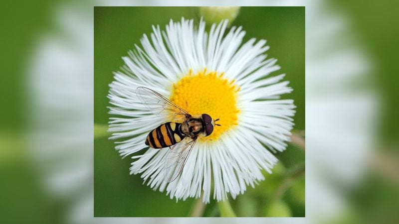 A species of flower fly, or hover fly, gathering pollen from a daisy. It is one of thousands of fly species worldwide that help pollinate flowers, crops and other plants. Flies rank second only to bees as important pollinators. KEN CHILDS