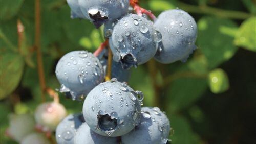 Given plenty of sunshine, blueberries are easy to grow. PHOTO CREDIT: Walter Reeves