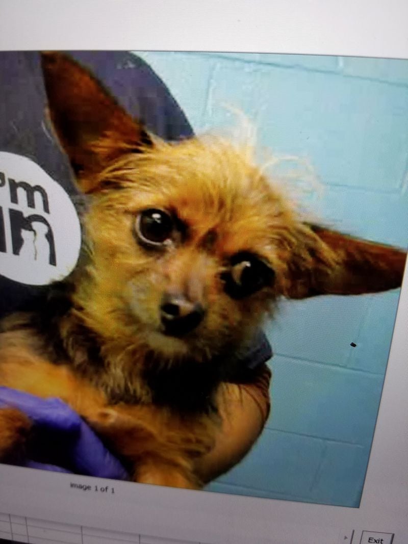 Police say this Yorkshire Terrier mix was taken from Lifeline’s Fulton County Animal Services.