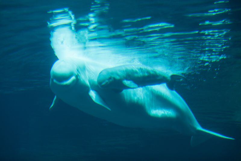 Beluga whale Maris and her calf are among the belugas already on display at the Georgia Aquarium.