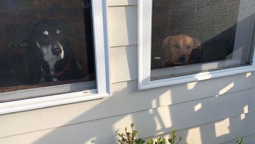Aries (left) and Olive watch their humans leave the house. "They look out the window waiting for us to return," said Stephanie Chalifoux, an associate professor at the University of West Georgia. "It's sort of cute and sad!" (Courtesy of Stephanie Chalifoux)
