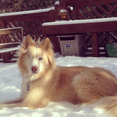 Pete getting in touch with his husky side. #atlsnowpets-- @lknotteksimpson