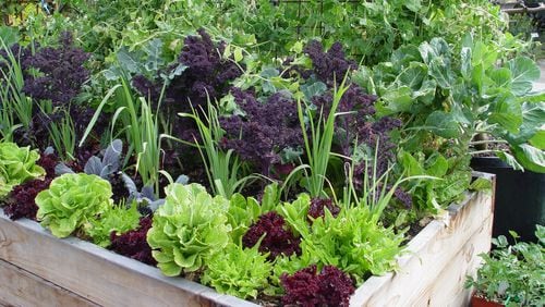 Winter greens can be ganged into raised beds for a huge long-term yield for many months. (Maureen Gilmer/TNS)