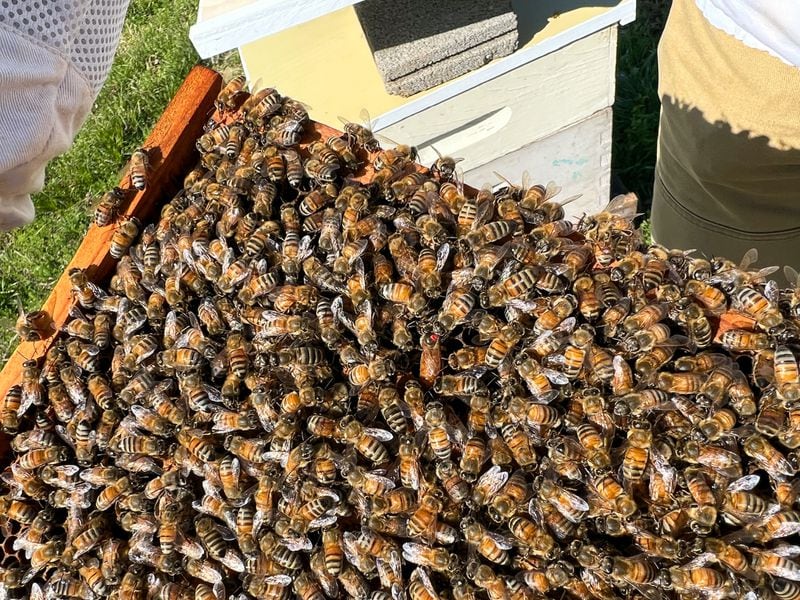 Virginia Webb is a world-renowned beekeeper.